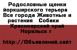 Родословные щенки йоркширского терьера - Все города Животные и растения » Собаки   . Красноярский край,Норильск г.